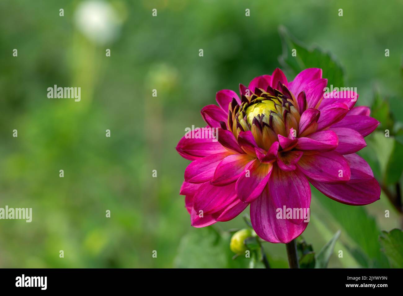 Fiore di dahlia color magenta scuro. Foto Stock