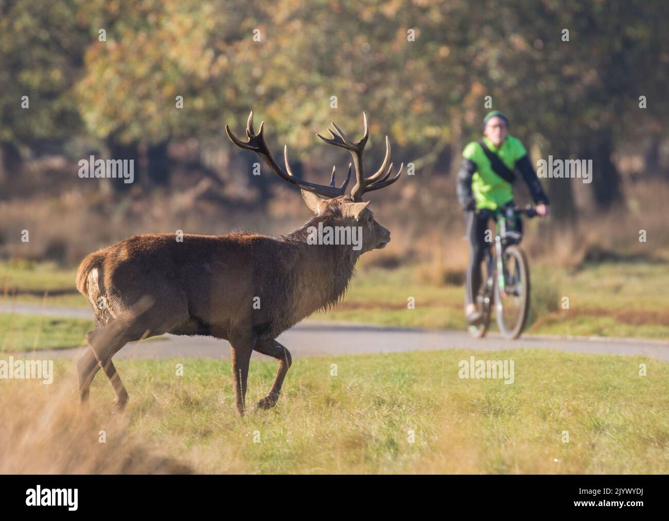 Un maestoso cervo rosso (Cervus elaphus) con enormi corna. Sempre un conflitto pericoloso con gli esseri umani durante la solca. Richmond, Regno Unito. Foto Stock