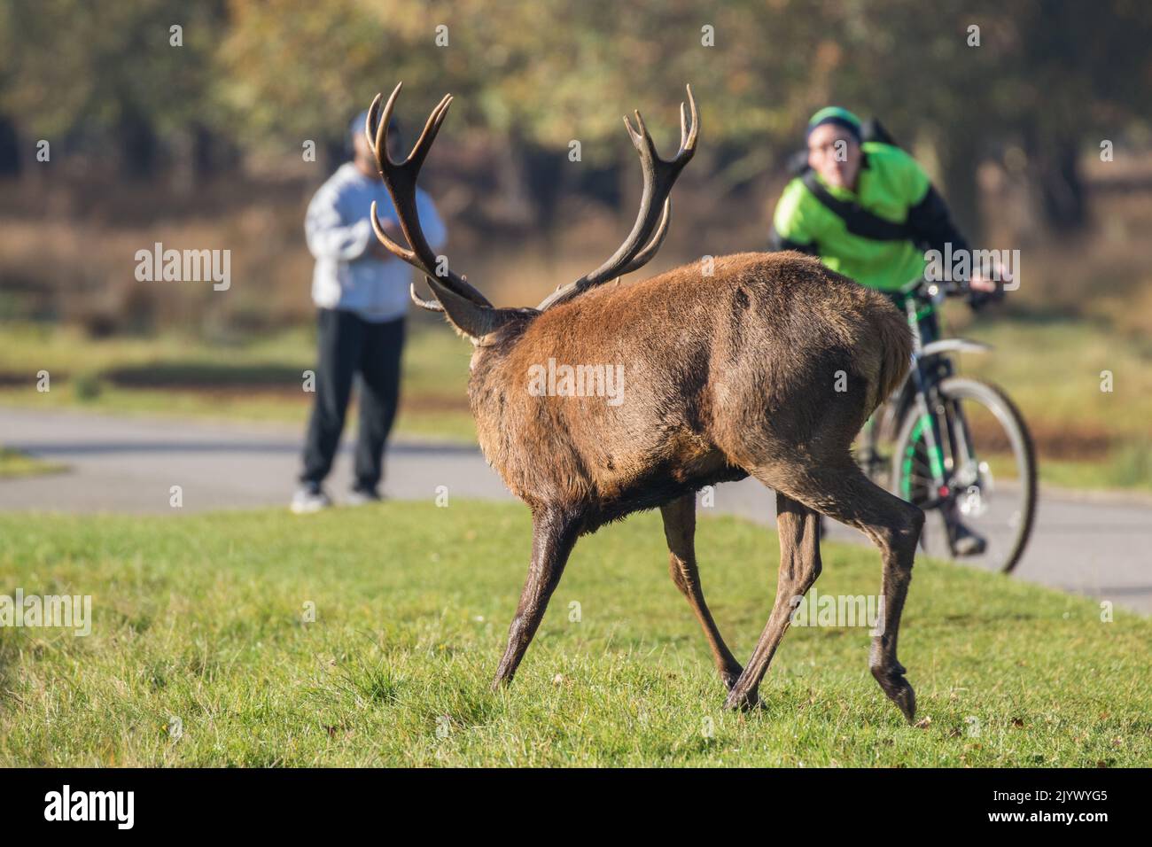 Un maestoso cervo rosso (Cervus elaphus) con enormi corna. Sempre un conflitto pericoloso con gli esseri umani durante la solca. Richmond, Regno Unito. Foto Stock