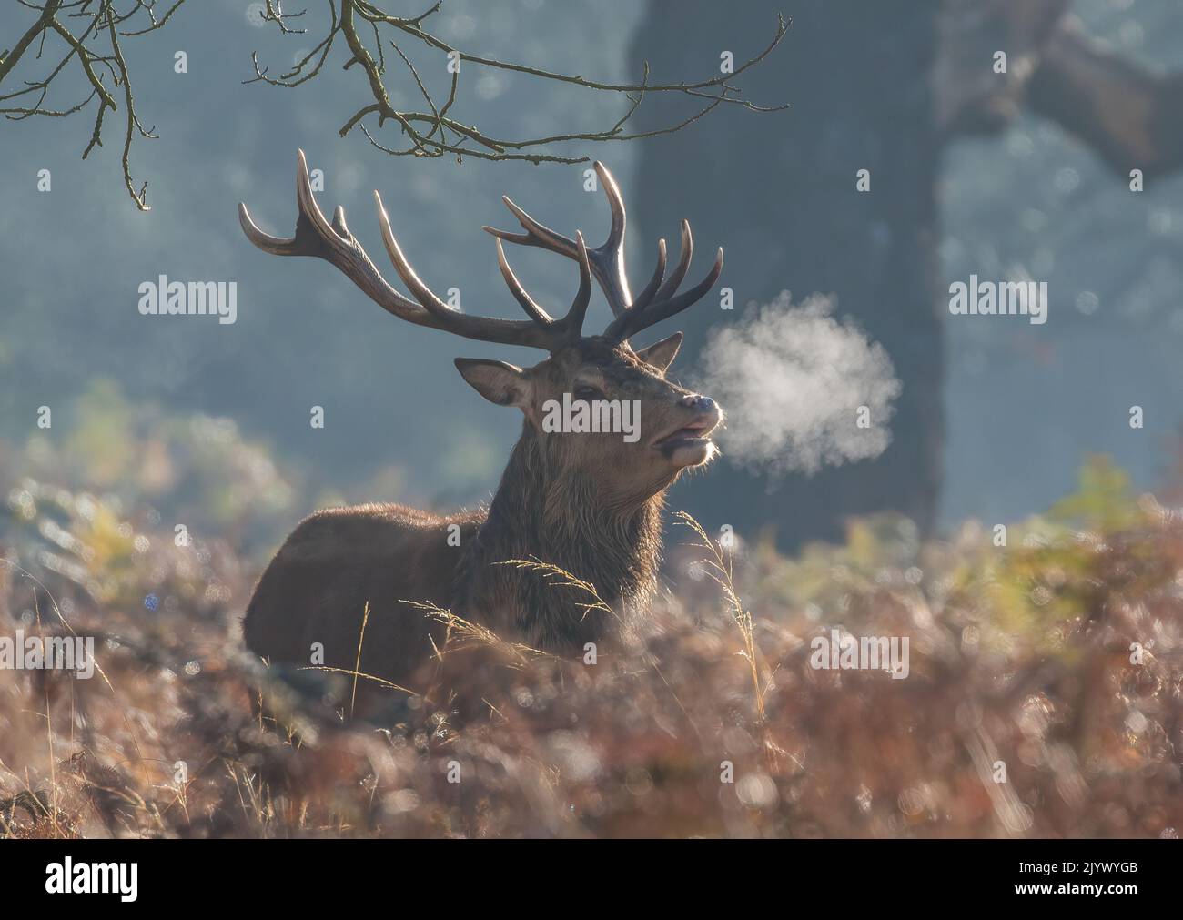 Un maestoso cervo rosso (Cervus elaphus), enormi corna e il suo respiro che si respira nell'aria fredda del mattino durante la stagione delle cannonate. Richmond, Regno Unito. Foto Stock