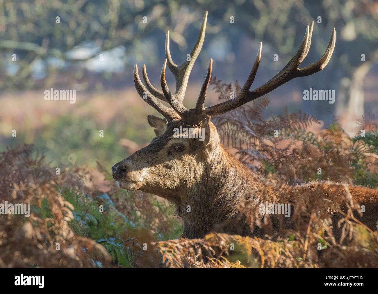 Un maestoso cervo rosso (Cervus elaphus) un puntatore 12 , a fianco , con enormi corna. Nel bosco durante la stagione di rutting. Richmond, Regno Unito. Foto Stock