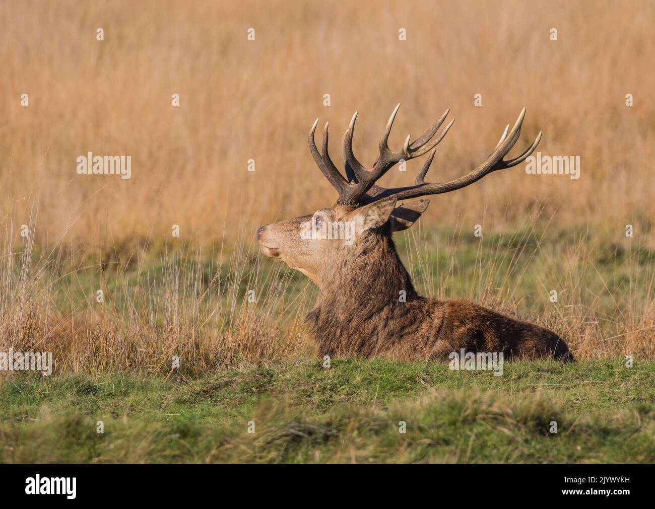 Un maestoso cervo rosso (Cervus elaphus) un puntatore 14 con enormi corna. Riposo durante la stagione di rutting. Richmond, Regno Unito. Foto Stock