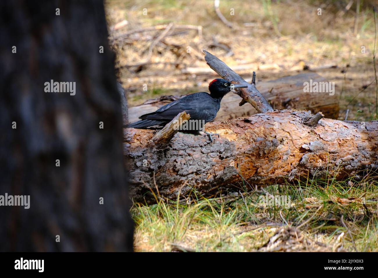 Woodpecker martelli caduto albero alla ricerca di cibo Foto Stock