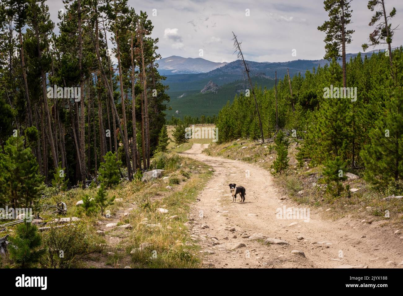 Su un sentiero escursionistico nella Cloud Peak Wilderness si trova un cane circondato da alberi con Big Horn Mountains in lontananza. Foto Stock