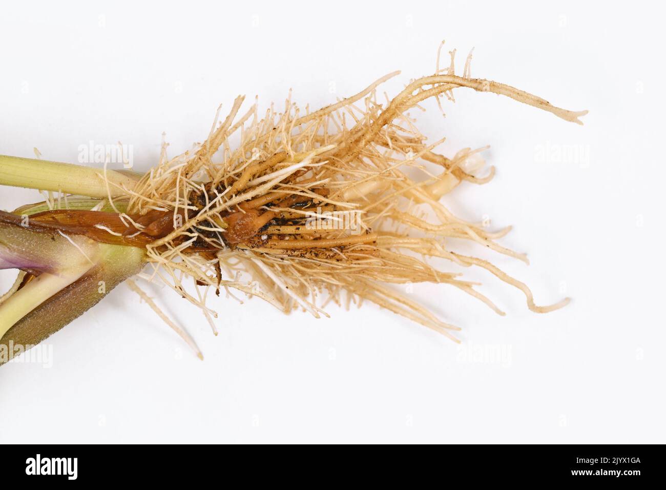 Molte radici di acqua di taglio di pianta domestica di Maranta Foto Stock