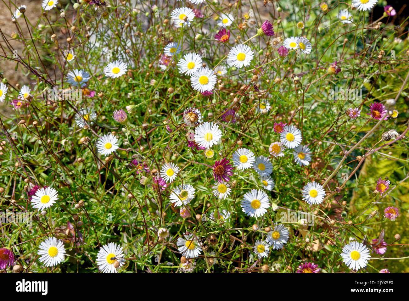 Wilde vegetazioni in giardino - Sud Est d'Inghilterra - Regno Unito. Foto scattata il 12th agosto 2022 Foto Stock