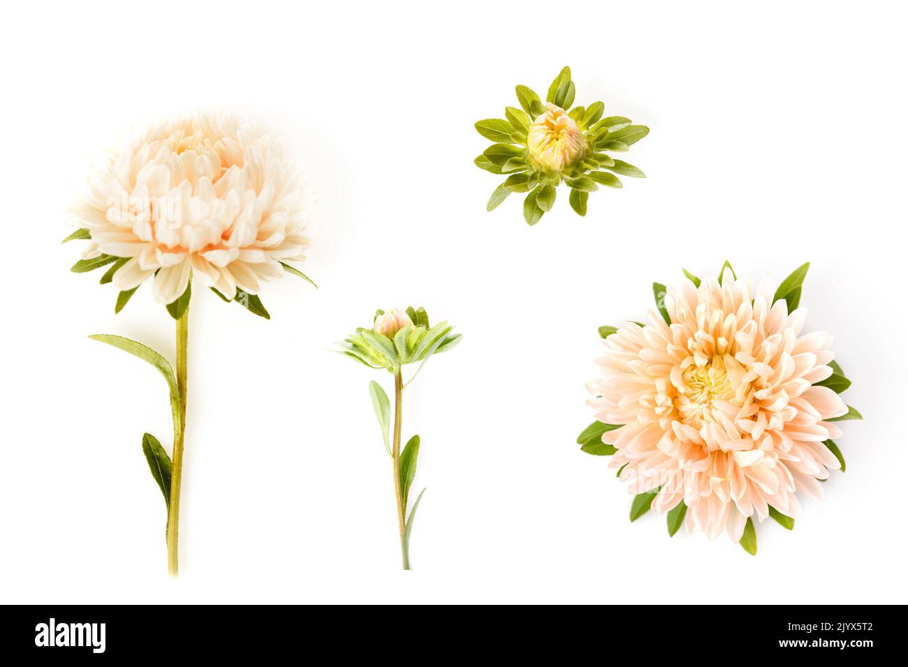Aster fiore corallo colore primo piano isolato su sfondo bianco. Foto Stock