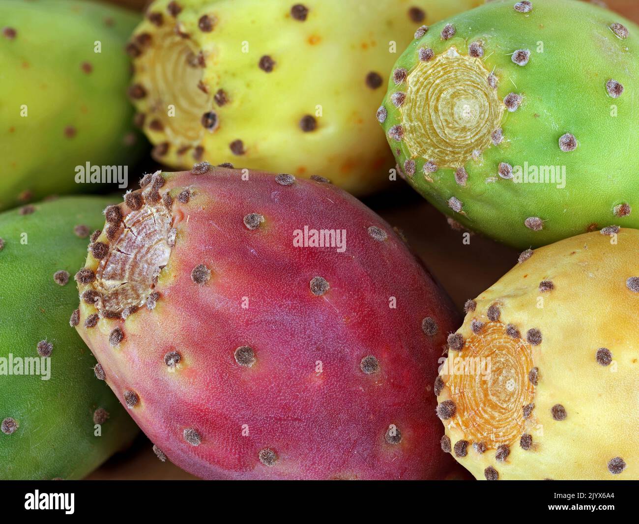 Primo piano di diversi frutti di pera di fico di opuntia ficus indica cactus Foto Stock