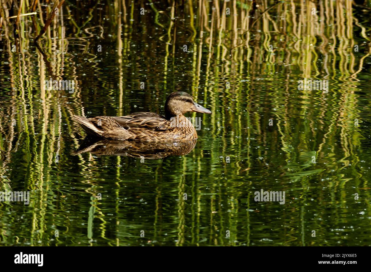 Femmina Mallard duck passeggiata lungo il lago, South Park, Sofia, Bulgaria Foto Stock