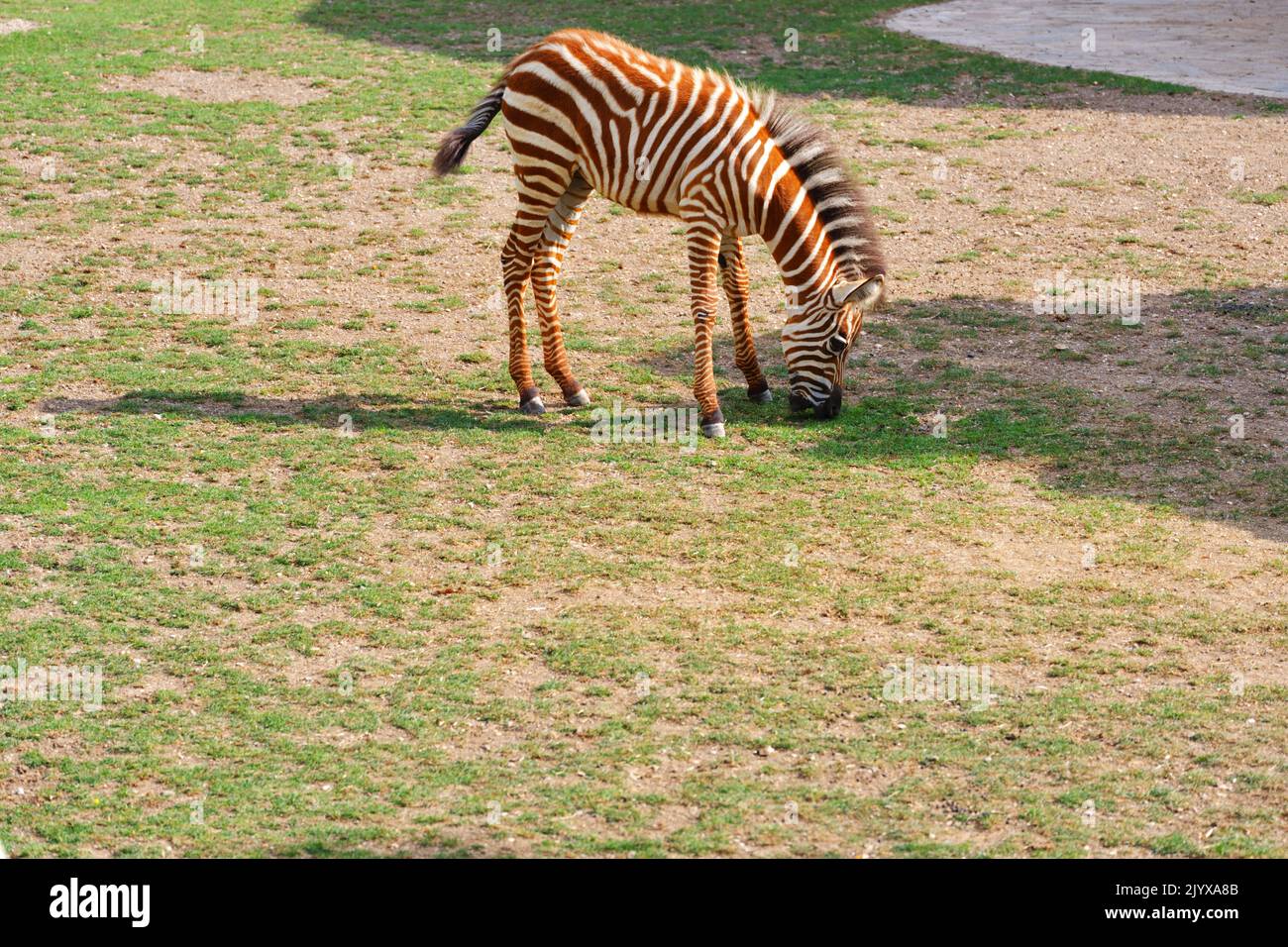 Baby Zebra con i colori marrone e bianco mangiare erba all'aperto Foto Stock