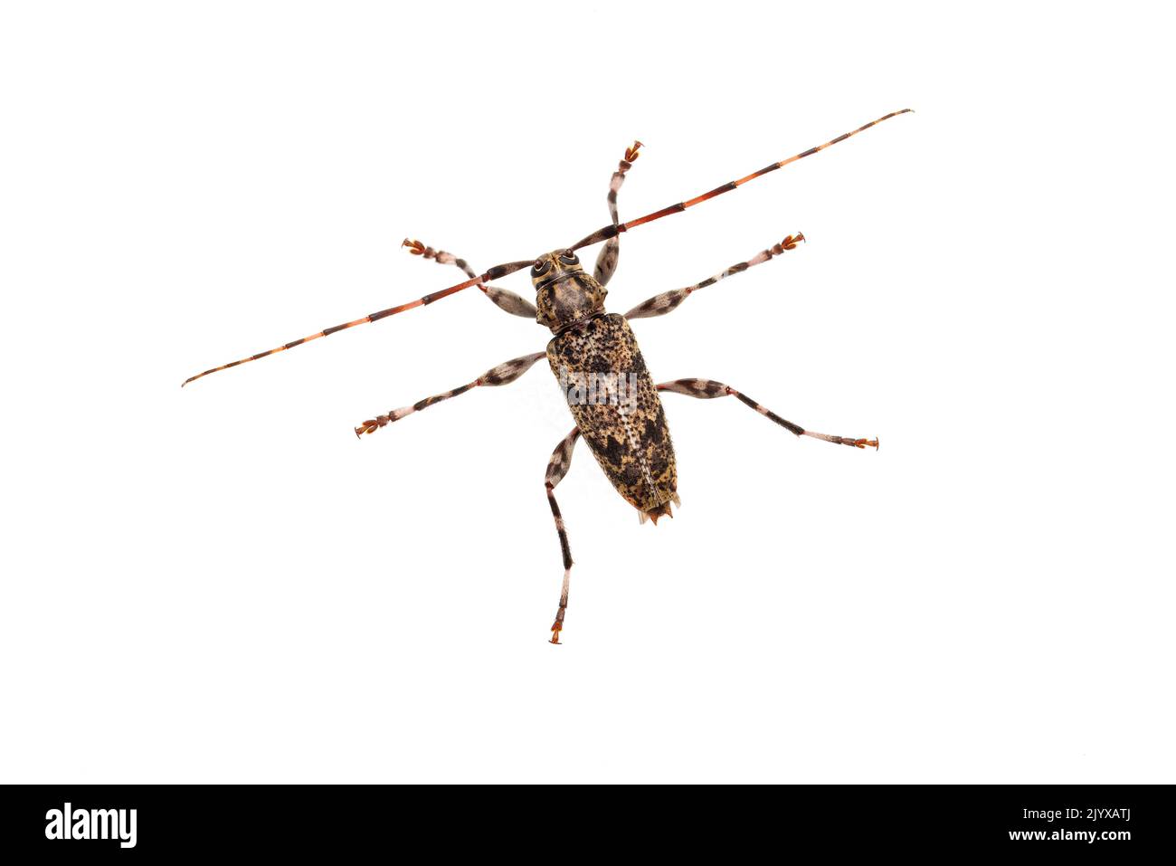 Beetle Longhorn piatto (Graphisurus fasciatus) - maschio isolato su sfondo bianco. Foto Stock