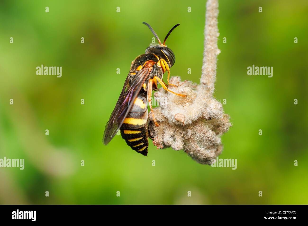 Sand Wasp (Bicyrtes insidiatrix) Foto Stock