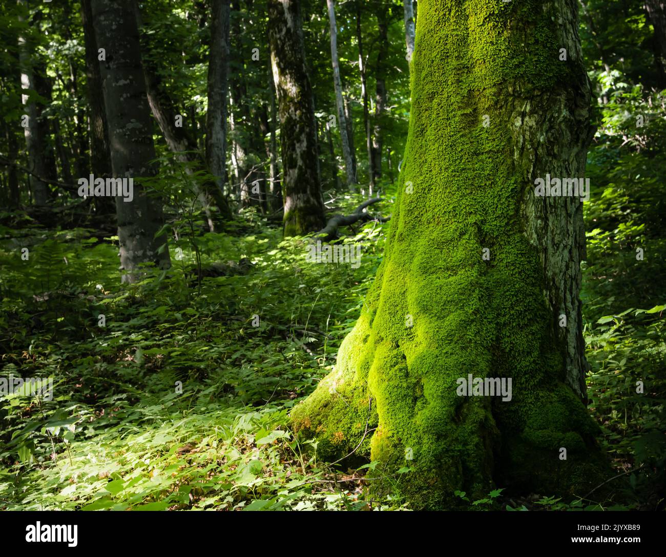Albero coperto di muschio verde in una foresta, evidenziato dal sole Foto Stock