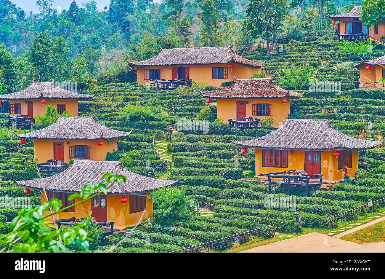 Le piccole case cinesi tra gli arbusti del tè sul pendio di montagna delle colline di Shan, villaggio del tè tailandese di Ban Rak, Thailandia Foto Stock