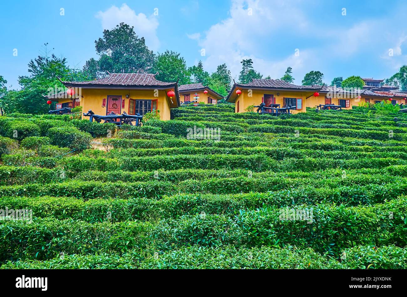 Il tè verde brillante arbusti sul pendio di montagna con una vista sulle piccole case turistiche in stile cinese in cima al pendio, Ban Rak Thai Yunnan tè malvagio Foto Stock