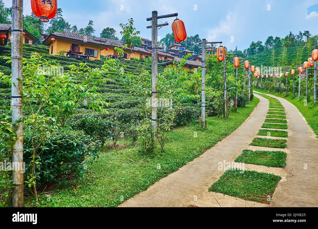 BAN RAK THAI, THAILANDIA - 6 MAGGIO 2019: Oolong piantagione di tè attira turisti a Lee Wine Ruk Thai resort, situato sul pendio del villaggio cinese Mae AW Foto Stock