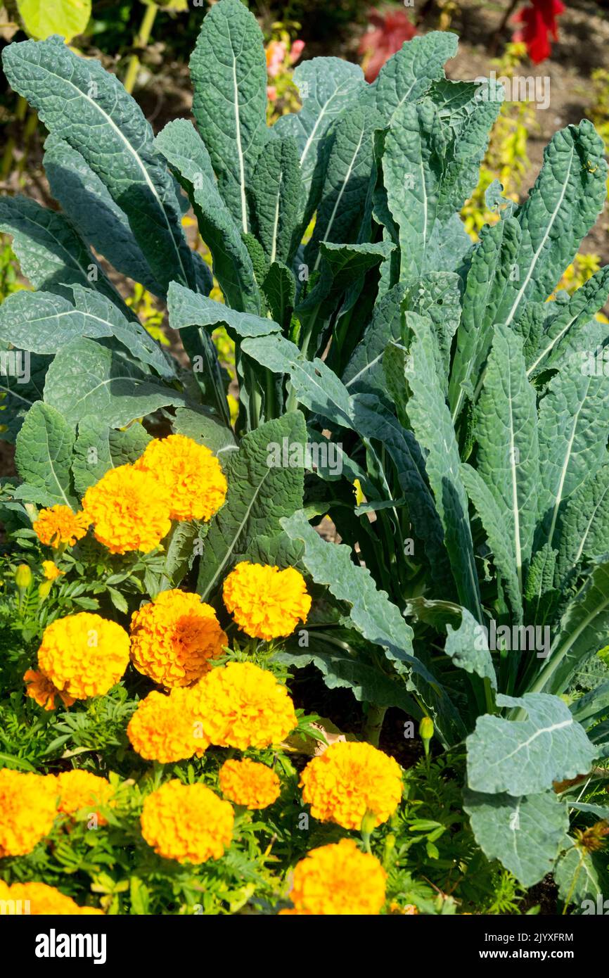 Brassica oleracea acephala Kale, marigolds africani, Tagetes giallo Estate fiorito Foto Stock