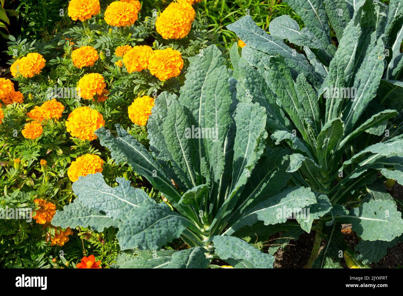 Brassica oleracea acephala, marigold africano, Tagetes, Kale, Estate, Stagione, letto di fiori Foto Stock