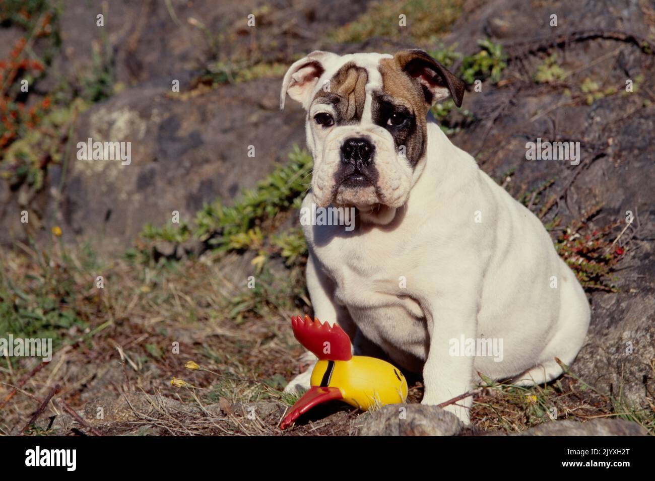 Inglese Bulldog in sporcizia con giocattolo guardando la macchina fotografica Foto Stock