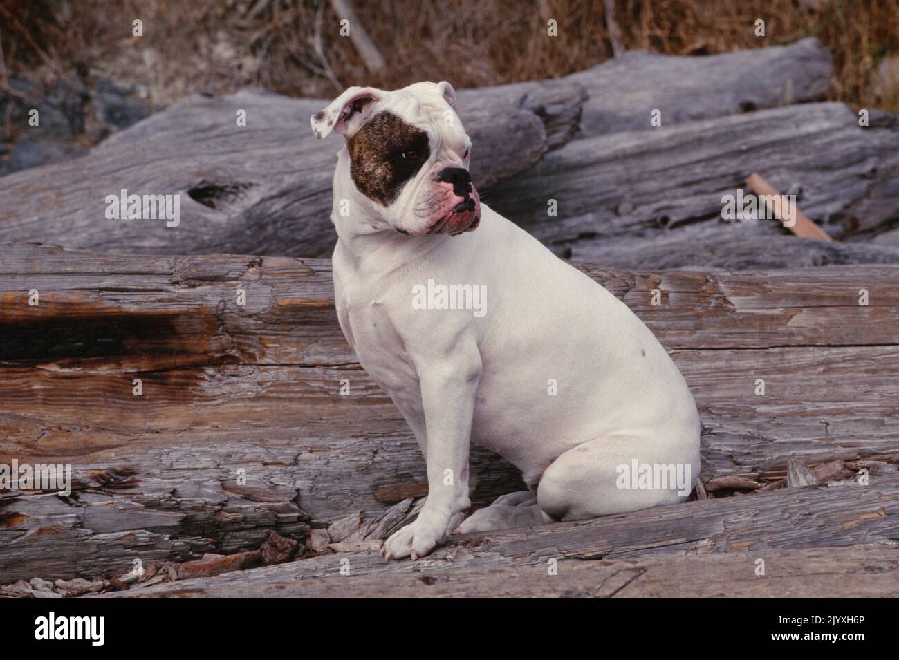 Bulldog inglese seduto su legno guardando sopra la spalla sinistra Foto Stock
