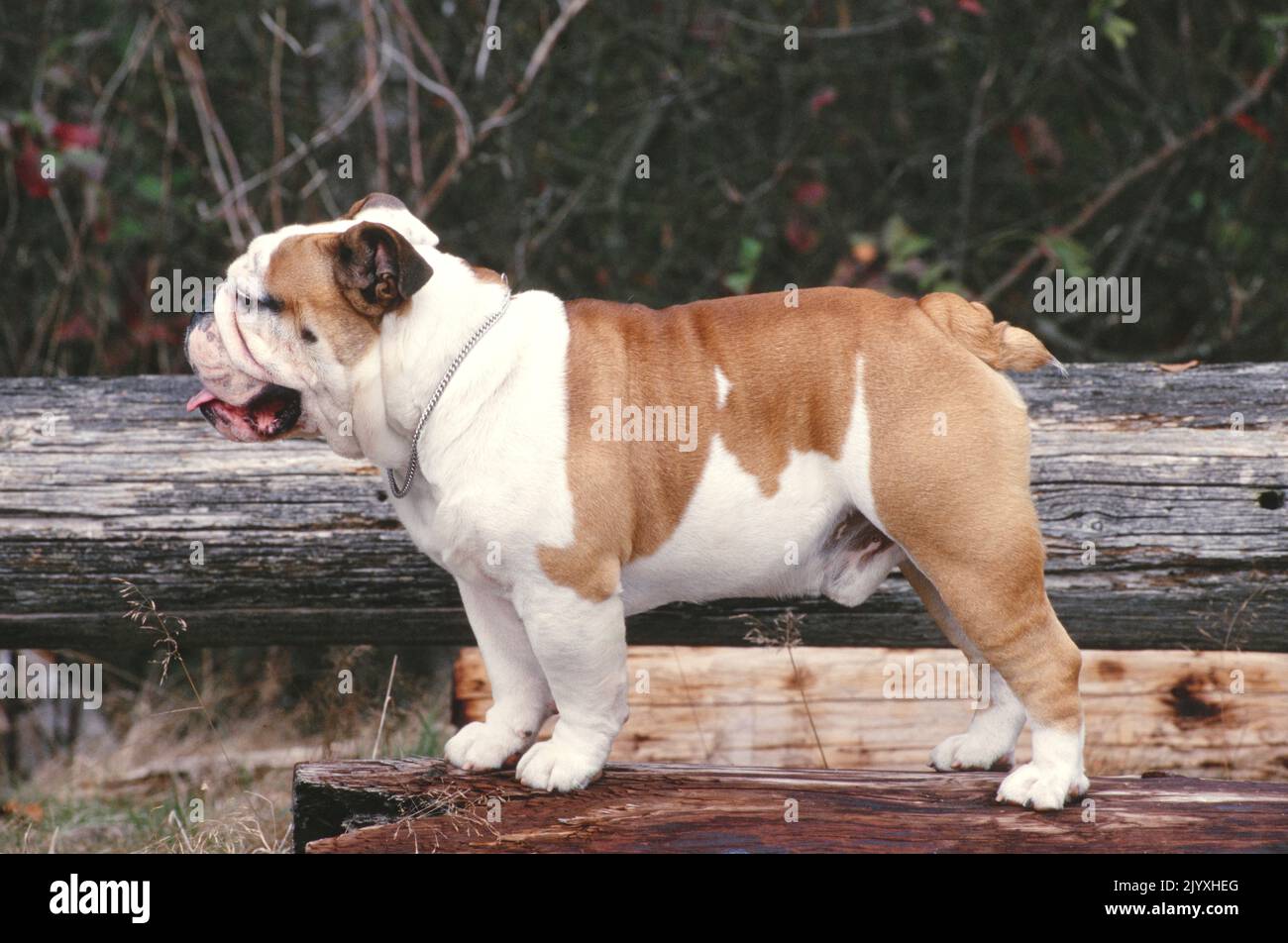 Profilo di English Bulldog Foto Stock