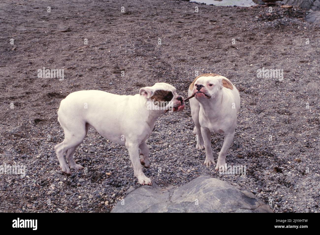 Inglese Bulldogs giocare con bastone in ghiaia Foto Stock