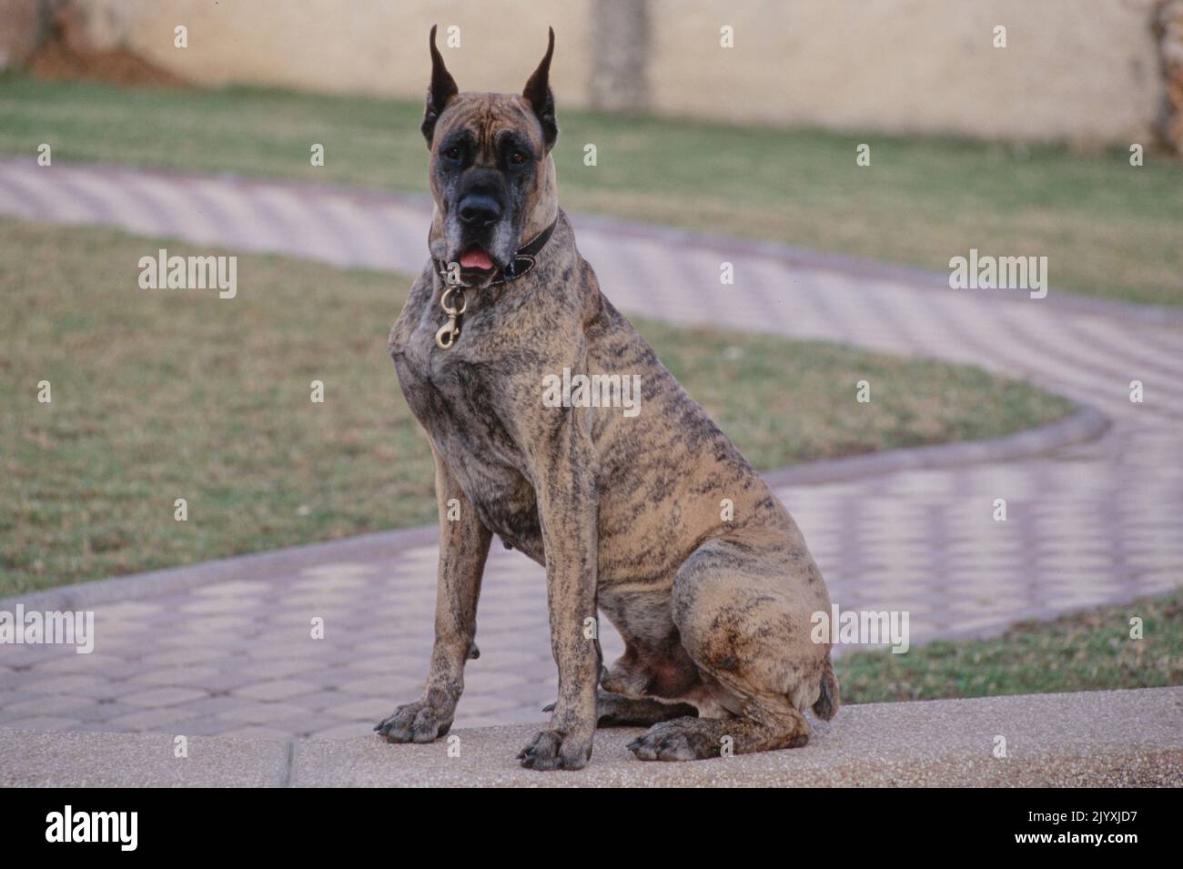 Grande Dane con orecchie tagliate seduta su un bordo con la bocca aperta Foto Stock