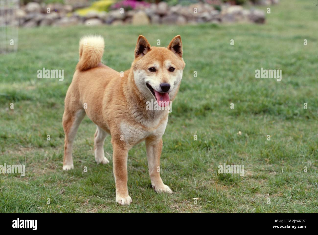 Shiba Inu in cantiere Foto Stock