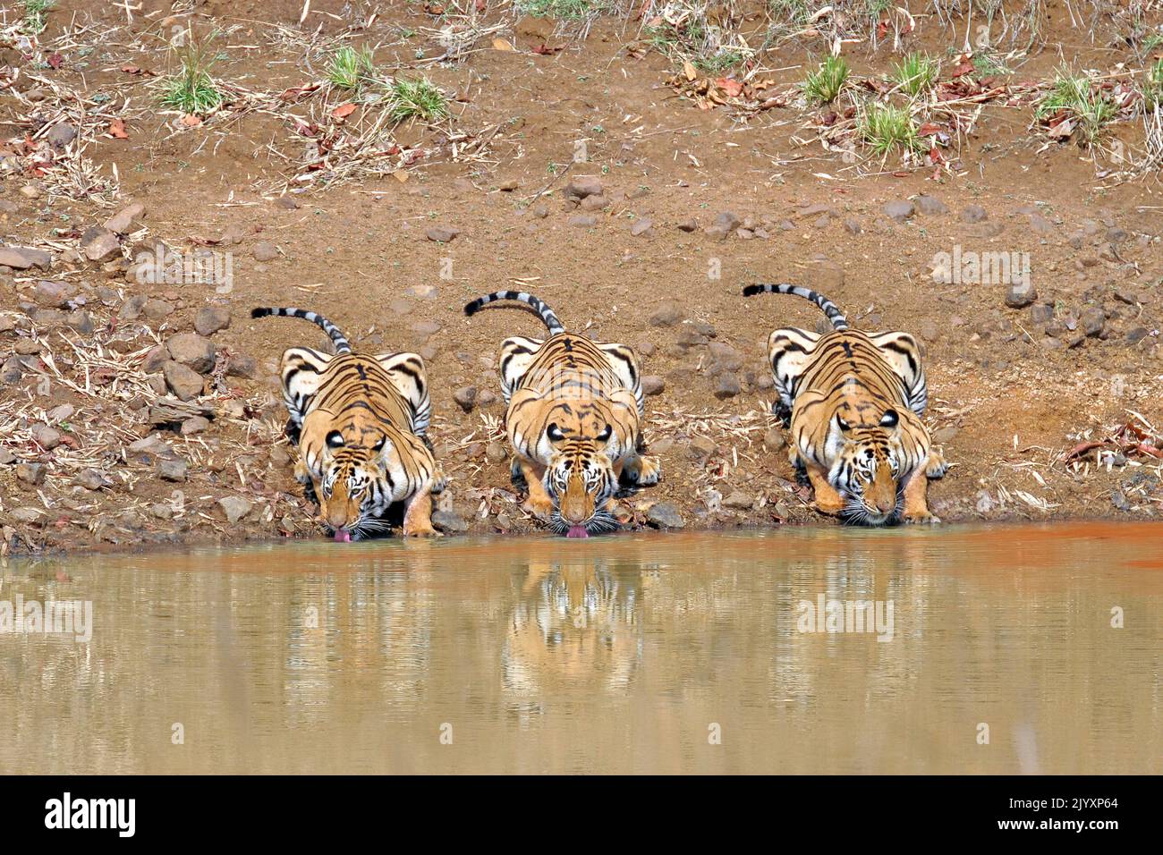 Tre tigri bevono acqua insieme e guardando la macchina fotografica nel Parco Nazionale di Tadoba, India Foto Stock