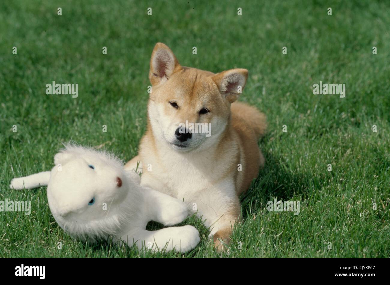 Shiba Inu posa con giocattolo Foto Stock