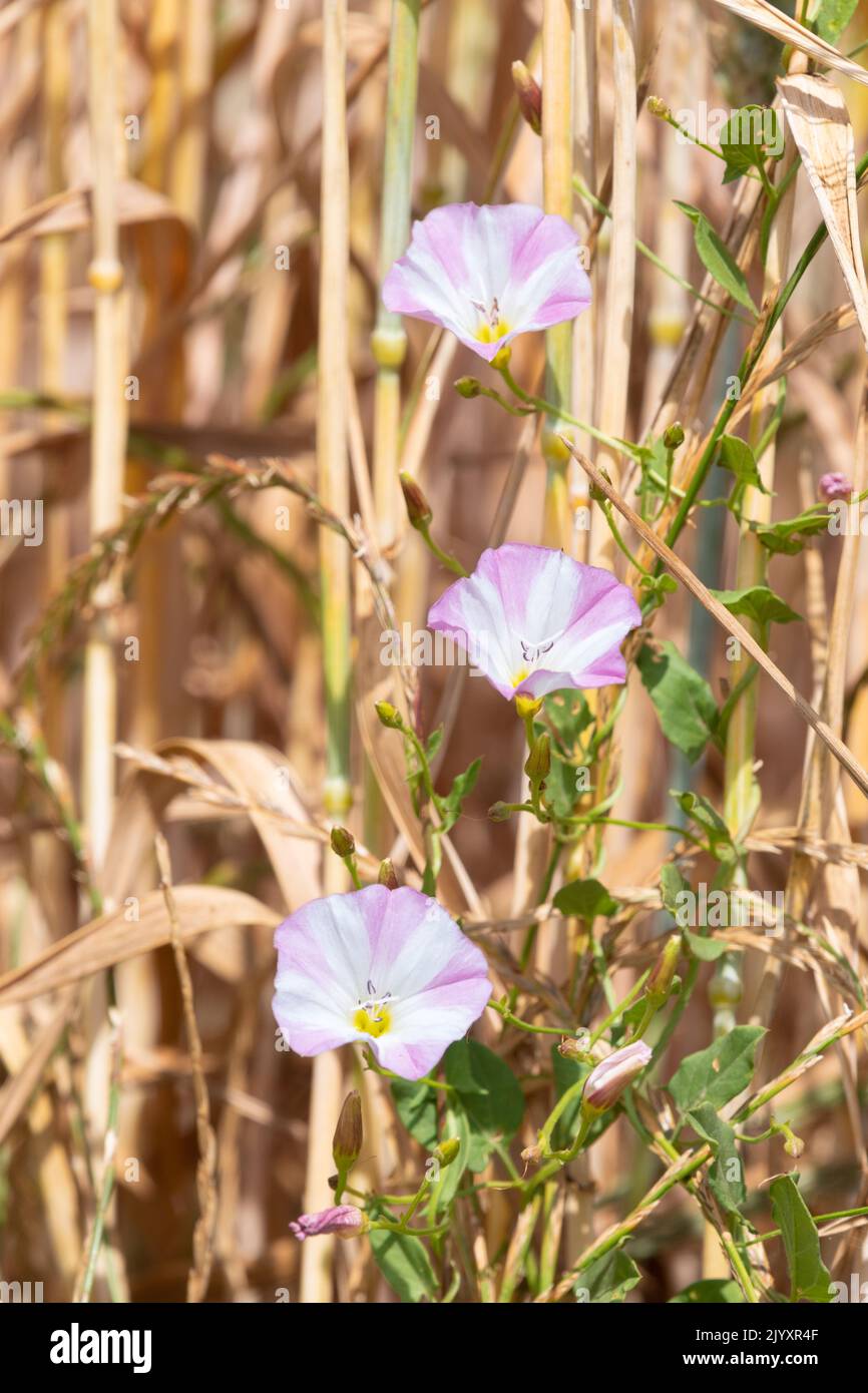 Campo a strisce rosa e bianco crescente in coltura di cereali - Regno Unito Foto Stock
