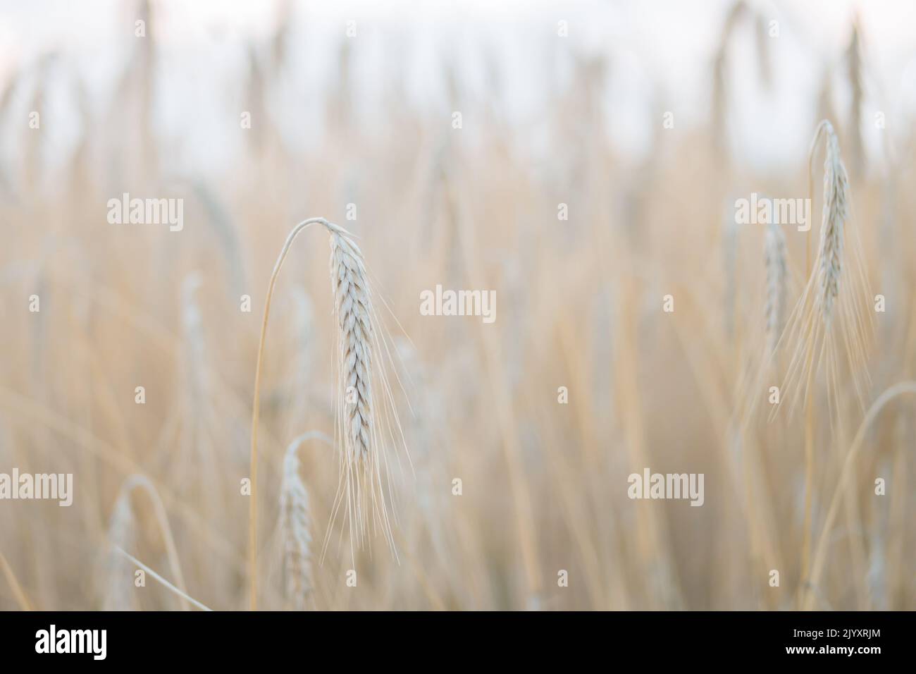 Orecchie di grano secco sul campo nel tramonto estivo. Fuoco su un picco le altre orecchie sono sfocate per effetto romantico. Stagione di raccolta. Sfondo morbido. Foto Stock