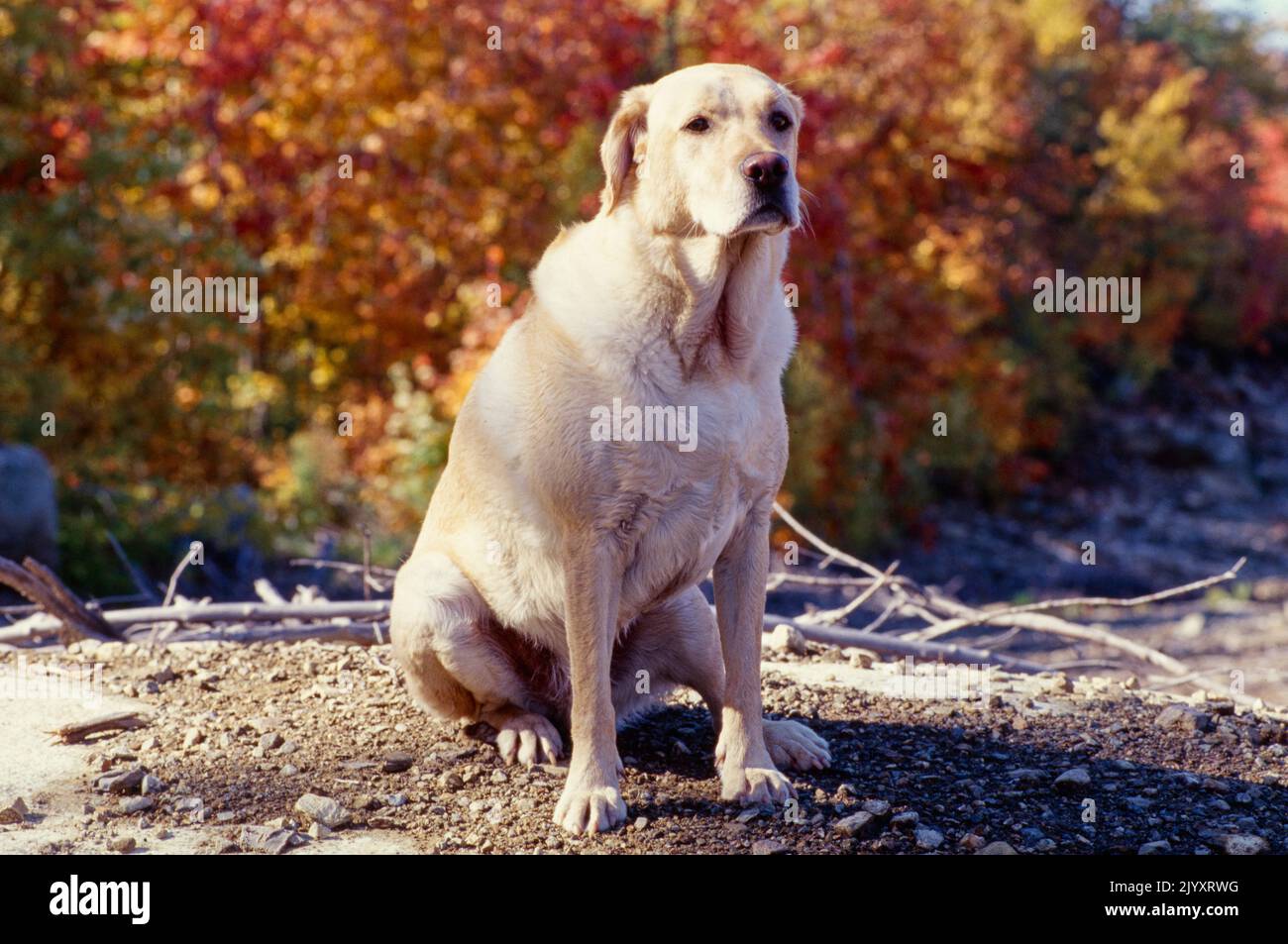 Yellow Lab seduto in rocce di fronte agli alberi Foto Stock