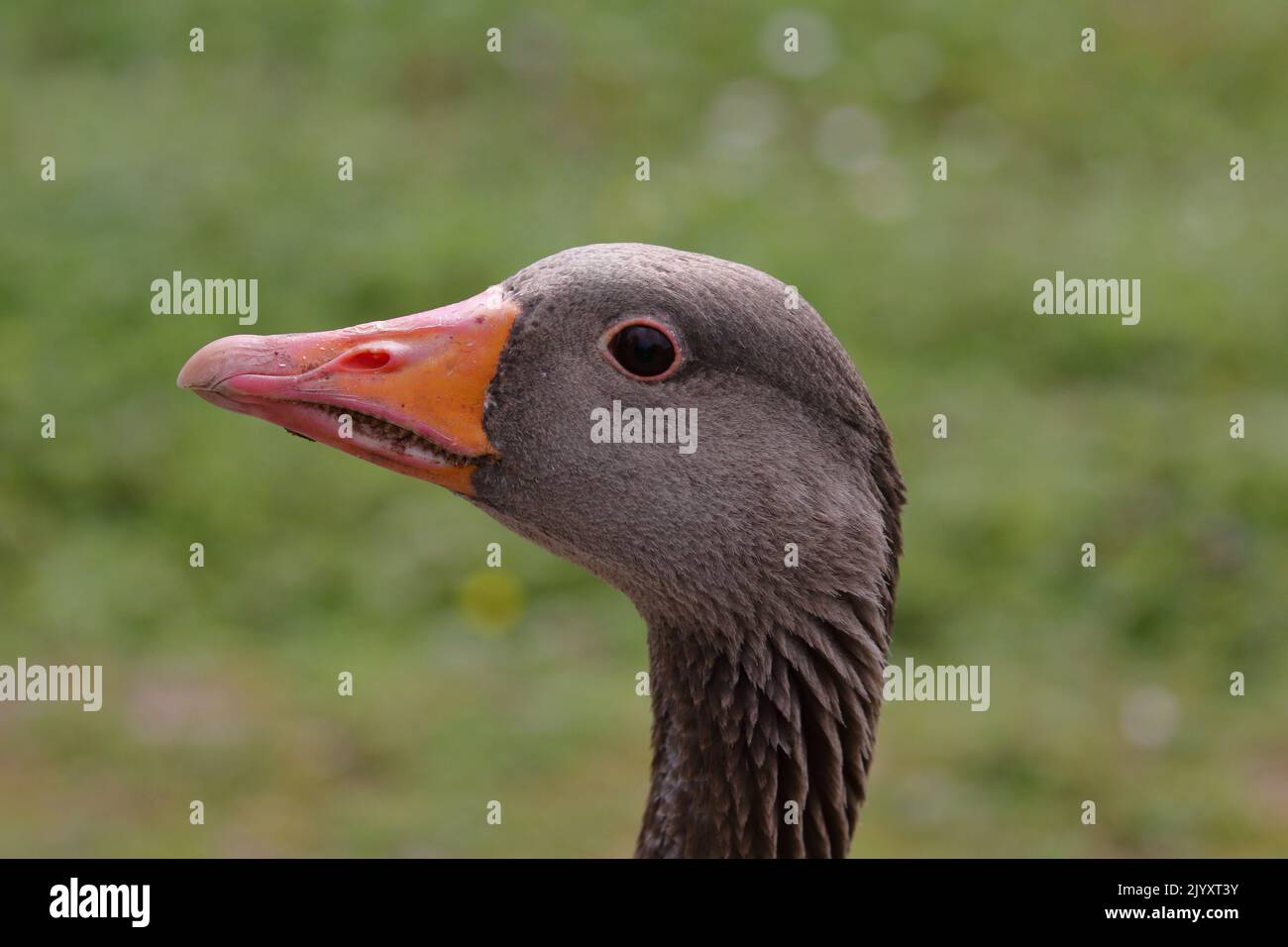 Colpo di testa dell'oca di Greylag, risposta di Anser, preso a Slimbridge WWT Foto Stock