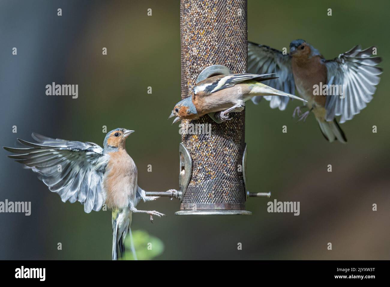 Maschio Chaffinch comune mostrando aggressione a feeder, National Trust, Brownsea Island, Dorset, UK Foto Stock