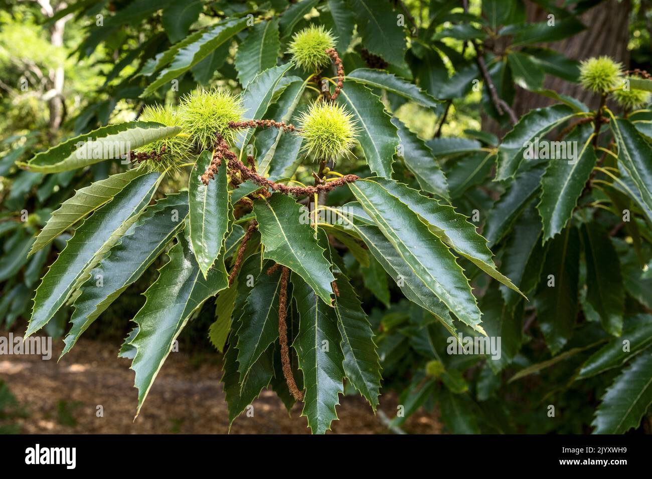 Sweet Chestnut, National Trust, Brownsea Island, Dorset, Regno Unito Foto Stock