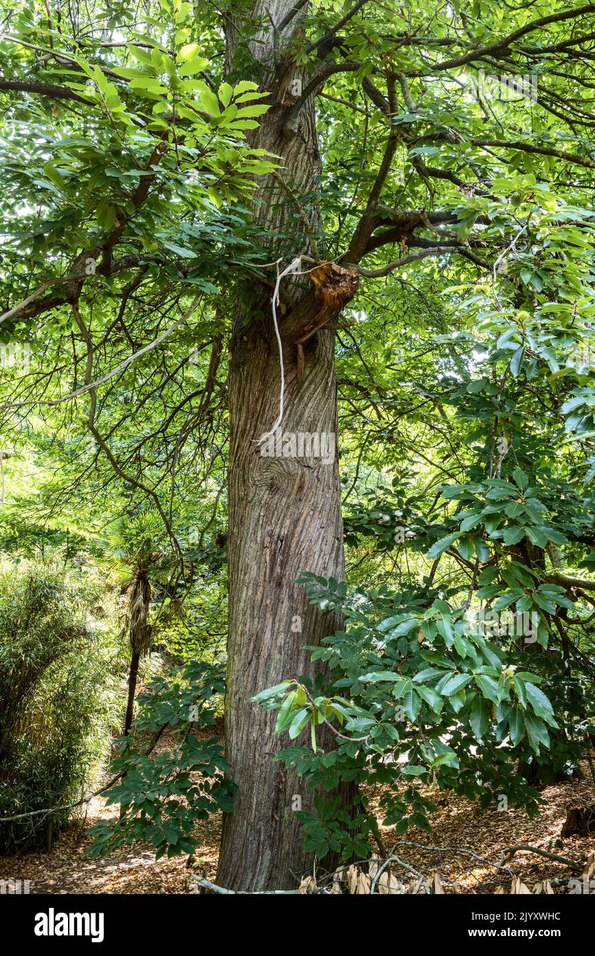 Sweet Chestnut, National Trust, Brownsea Island, Dorset, Regno Unito Foto Stock