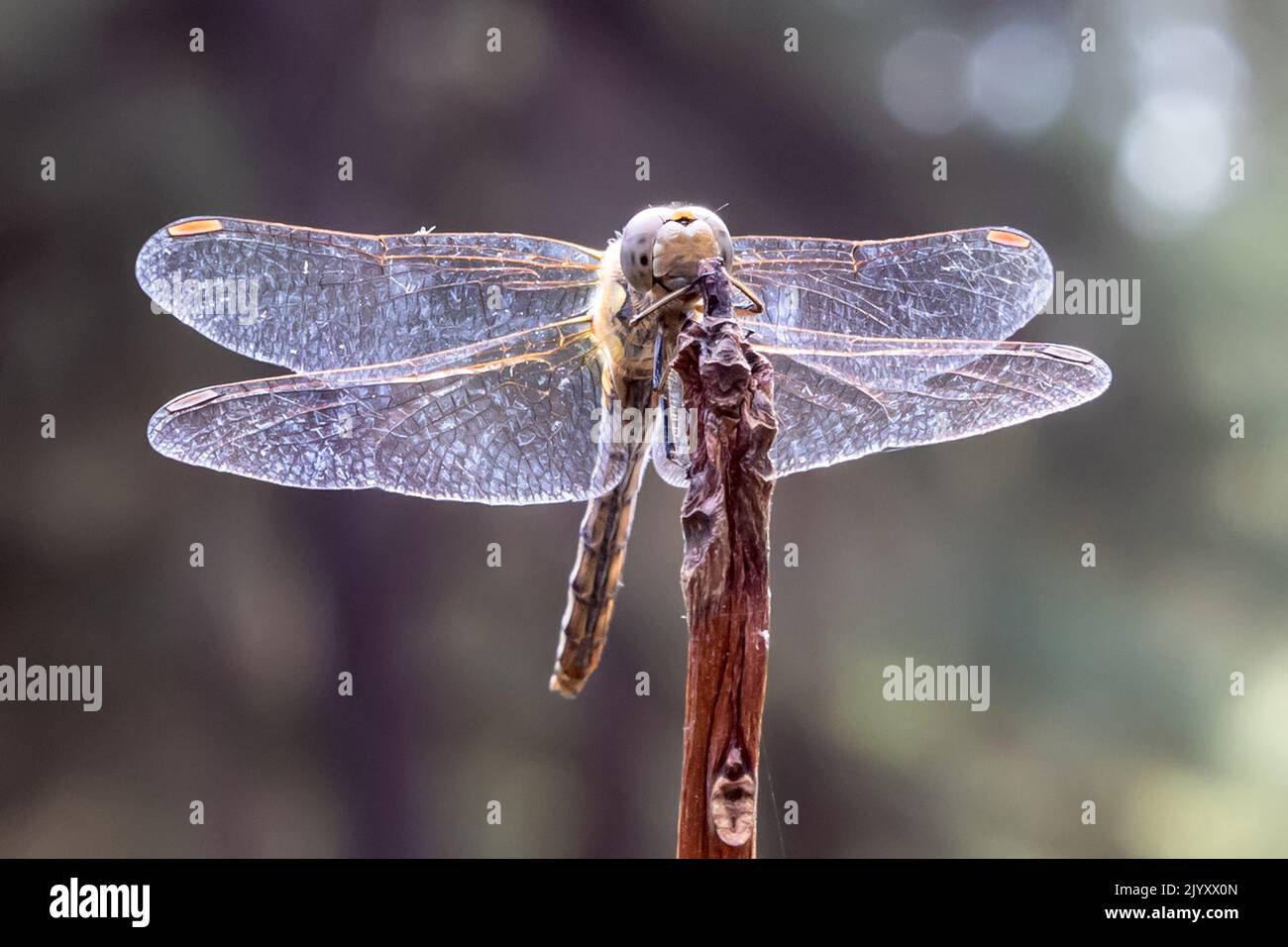 Female, Dragonfly darter comune, crepuscolo, National Trust, Brownsea Island, Dorset, Regno Unito Foto Stock