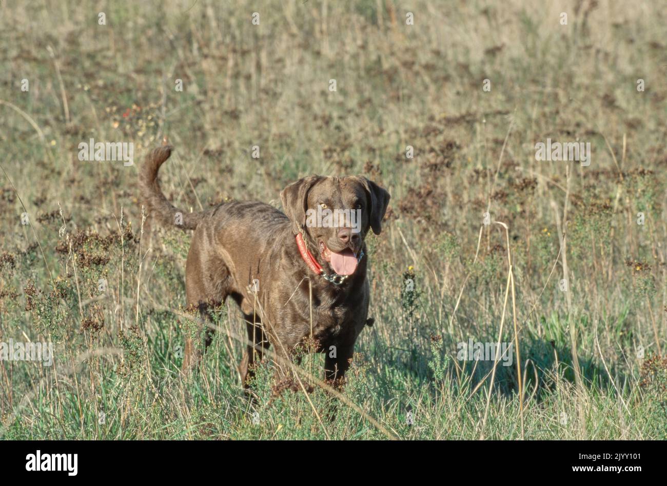 Chesapeake Bay Retriever in campo di erba alta Foto Stock