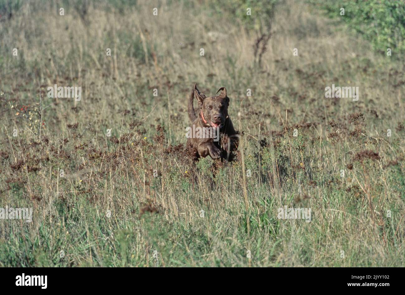 Chesapeake Bay Retriever in esecuzione in campo di erba alta Foto Stock