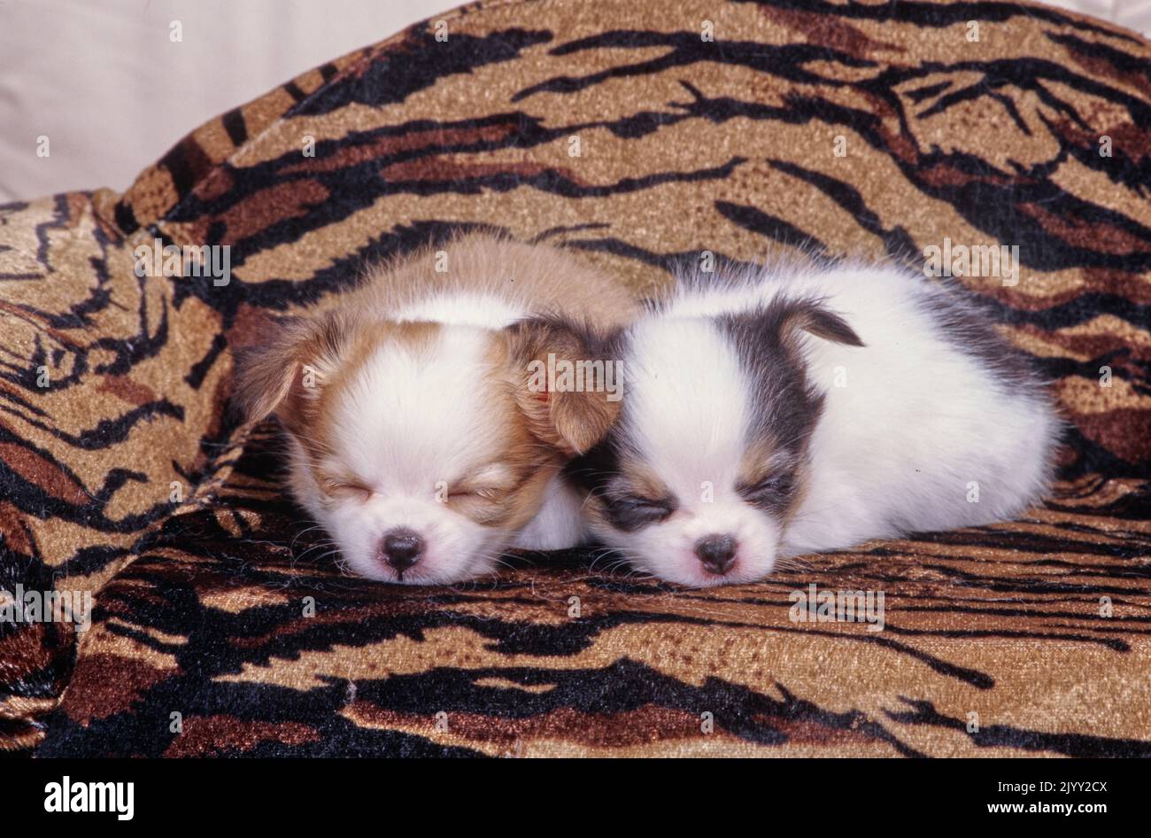 Cuccioli di Chihuahua che dormono su coperta Foto Stock