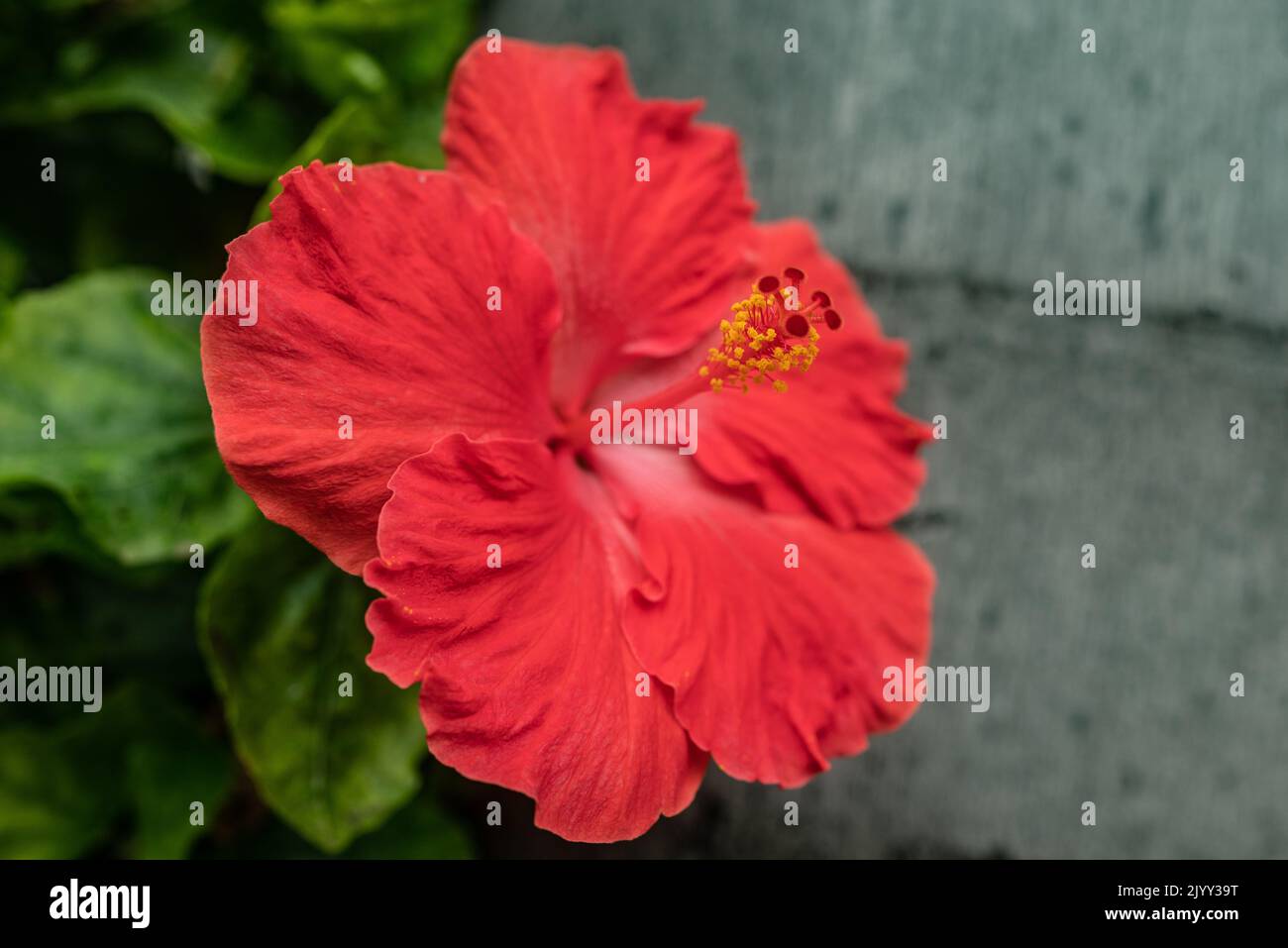 Hibiscus Flower Closeup. Petali rossi su sfondo verde foglie Foto Stock