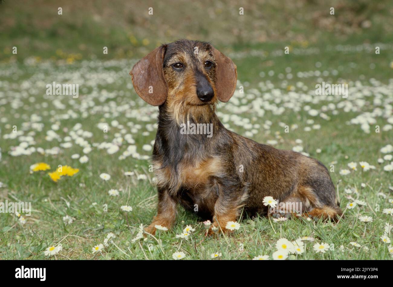 Dachshund in campo di fiori Foto Stock