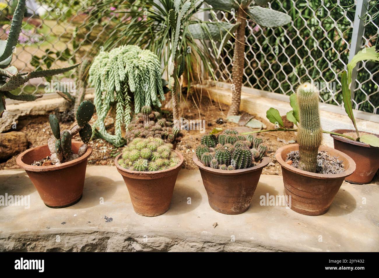 Pentole con diversi tipi di cactus esotici Foto Stock