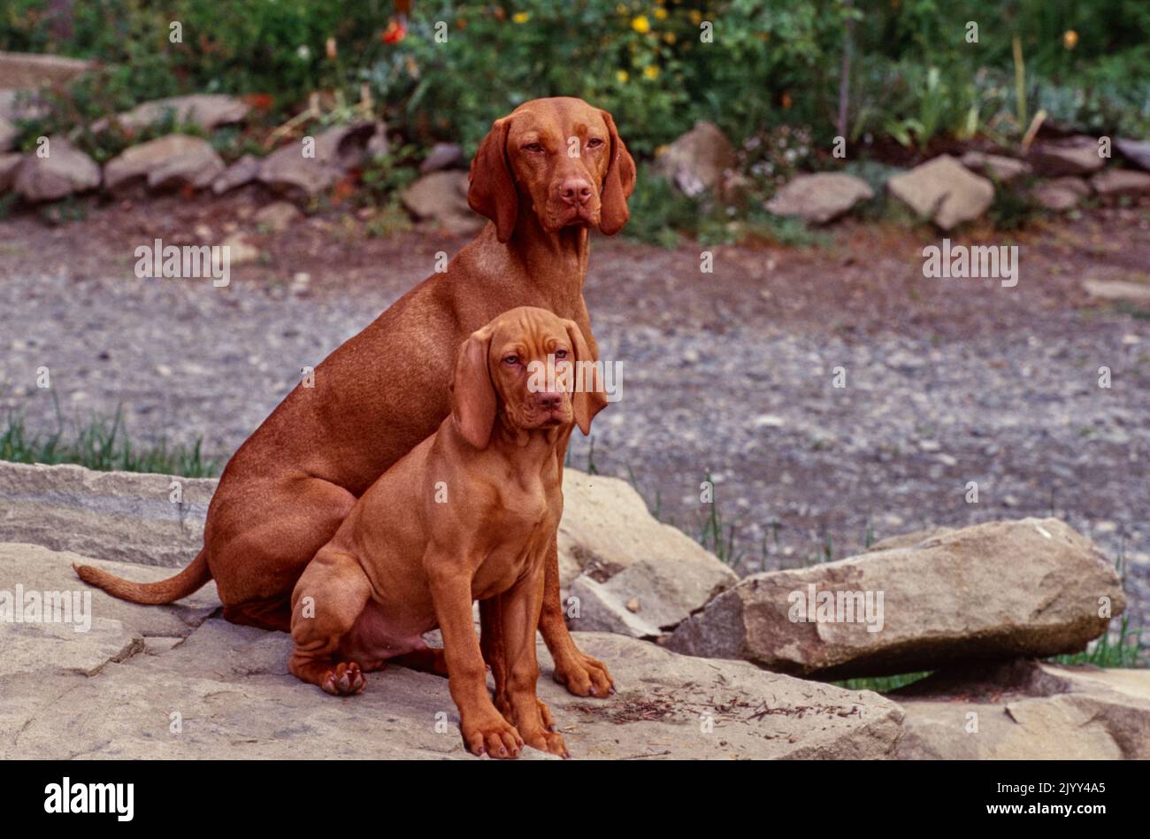 Vizsla genitore e cucciolo seduto su superficie rocciosa Foto Stock
