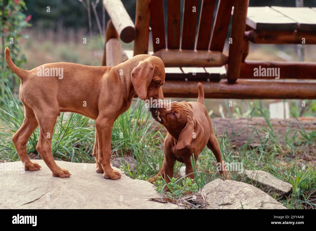 Vizsla cuccioli giocare Tug di guerra con il giocattolo fuori Foto Stock