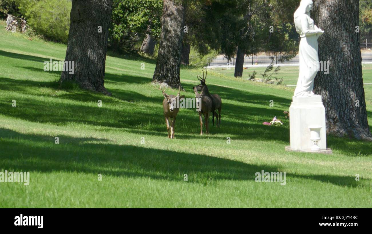 Los Angeles, California, USA 6th settembre 2022 Deer Walking near Roy O. Disney's grave and Edna Disney's grave in Sheltering Hills Section at Forest Lawn Memorial Park Hollywood Hills on September 6, 2022 in Los Angeles, California, USA. Foto di Barry King/Alamy Stock Photo Foto Stock