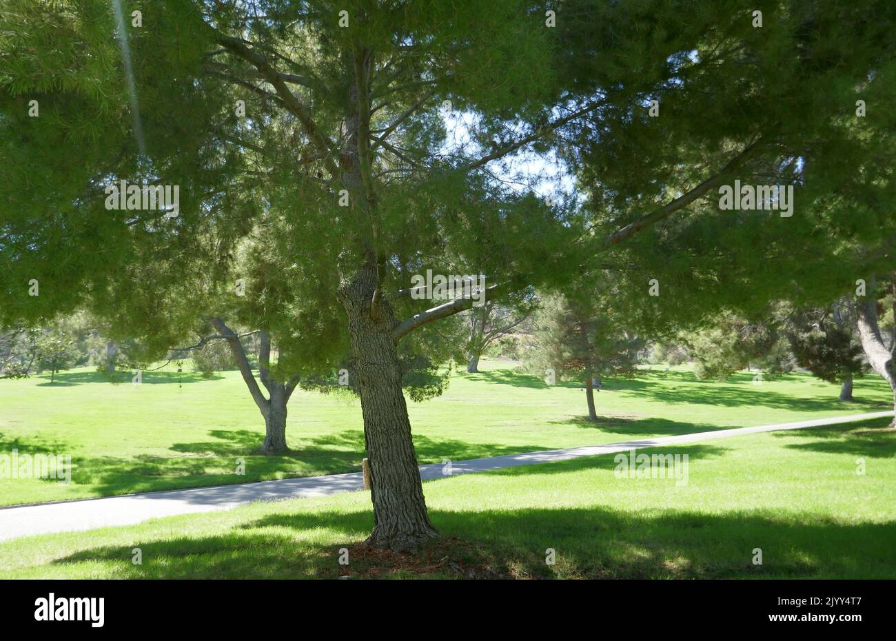 Los Angeles, California, USA 6th settembre 2022 la tomba di Roy O. Disney e la tomba di Edna Disney in Sheltering Hills Section al Forest Lawn Memorial Park Hollywood Hills il 6 settembre 2022 a Los Angeles, California, USA. Foto di Barry King/Alamy Stock Photo Foto Stock