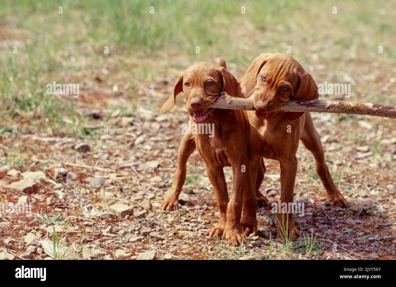 Due cuccioli Vizsla giocano combattendo sul bastone all'esterno Foto Stock