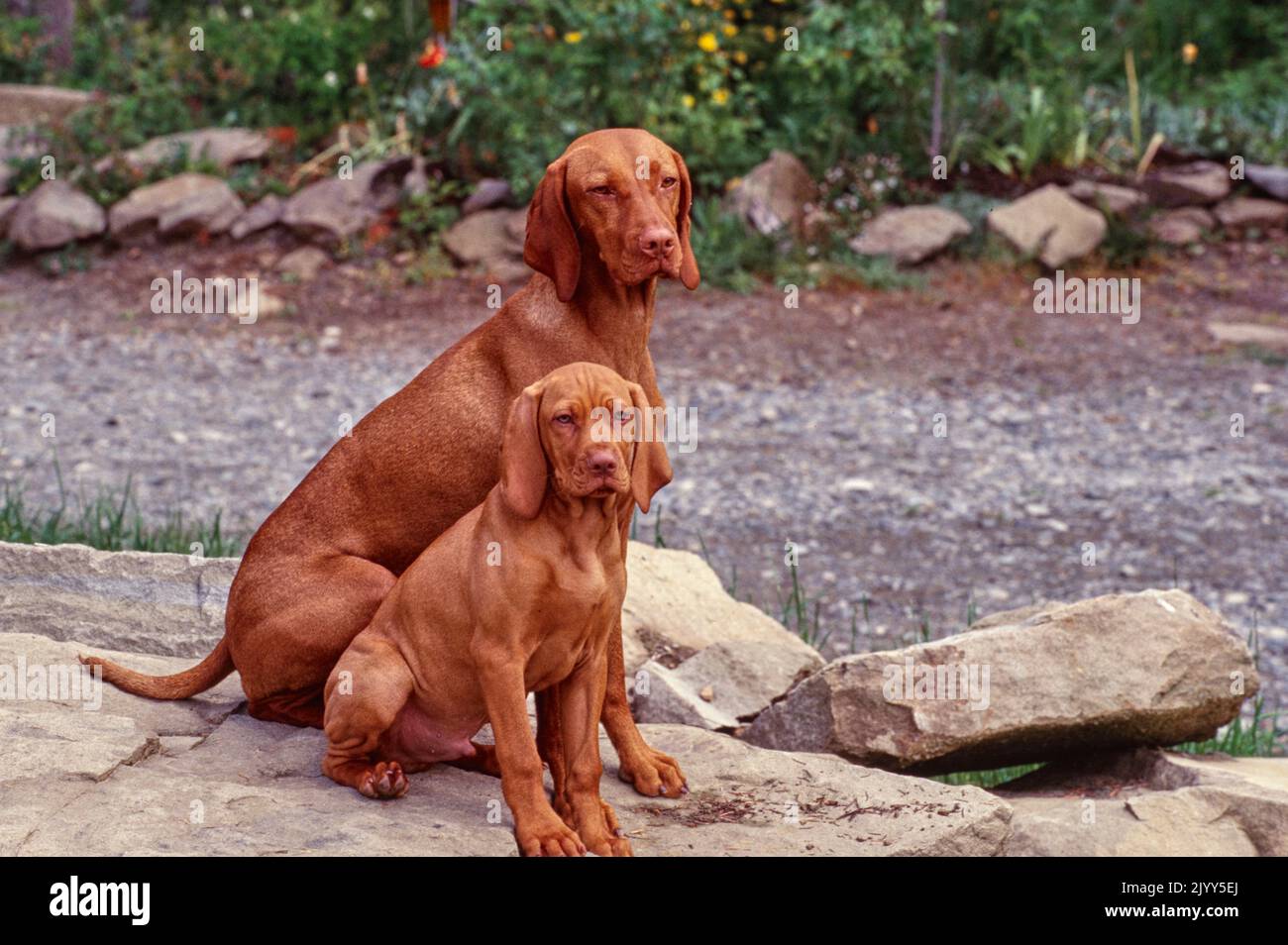 Vizsla genitore e cucciolo seduto su pietre fuori Foto Stock